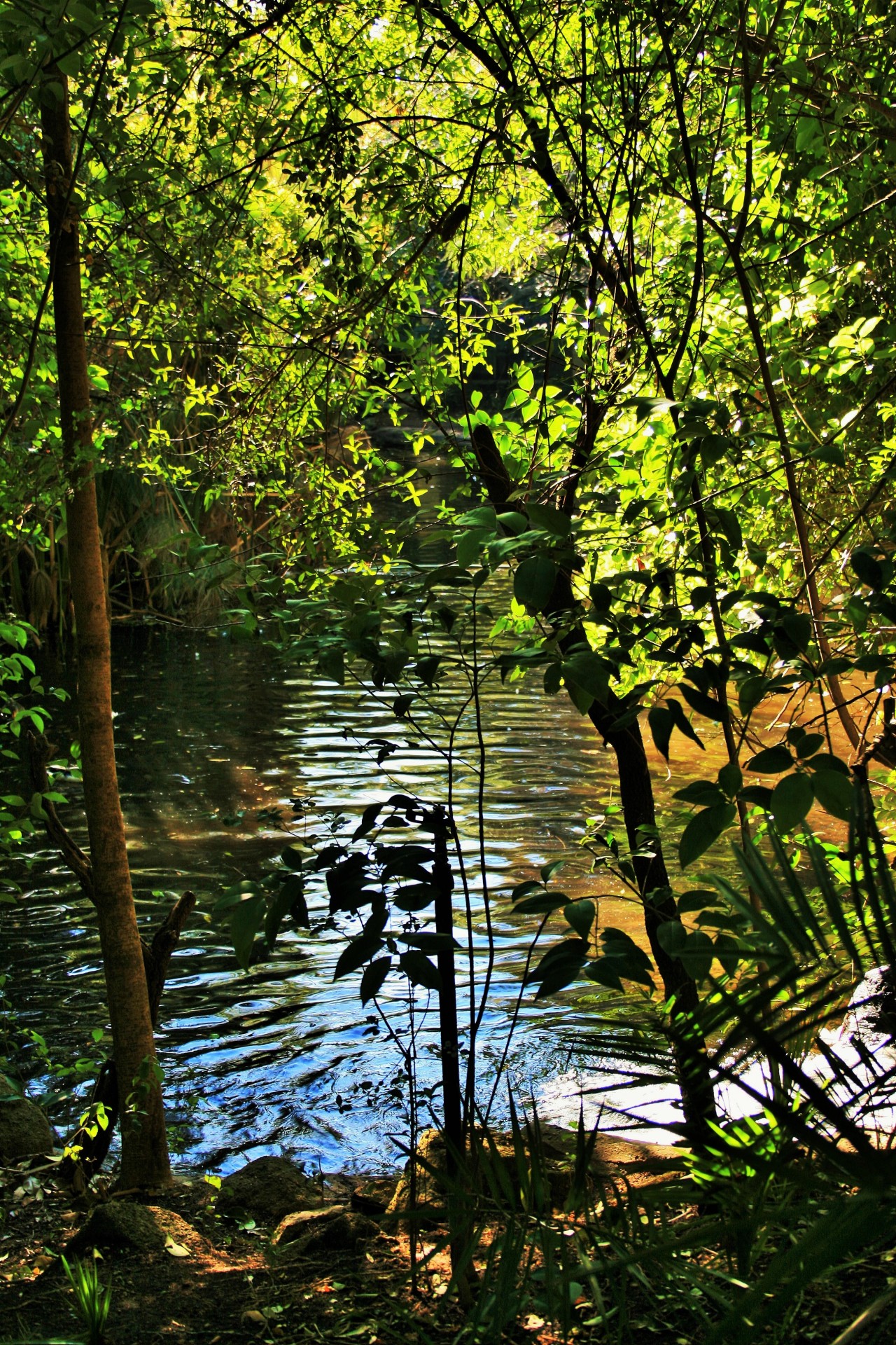 water pond trees free photo