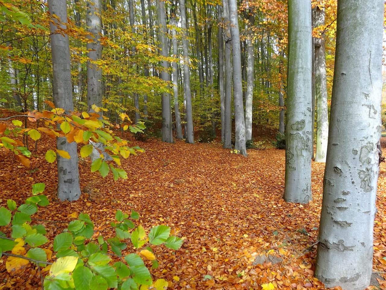 bydgoszcz botanical garden forest free photo