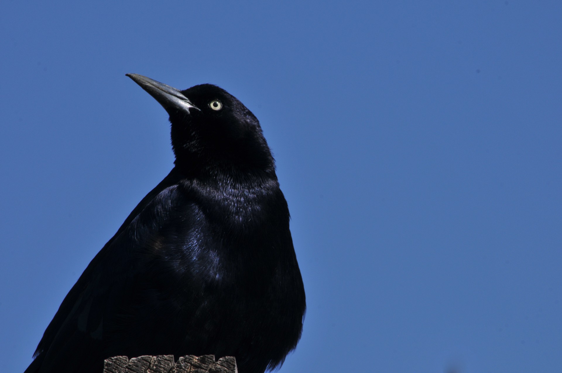 black bird blackbird animal free photo