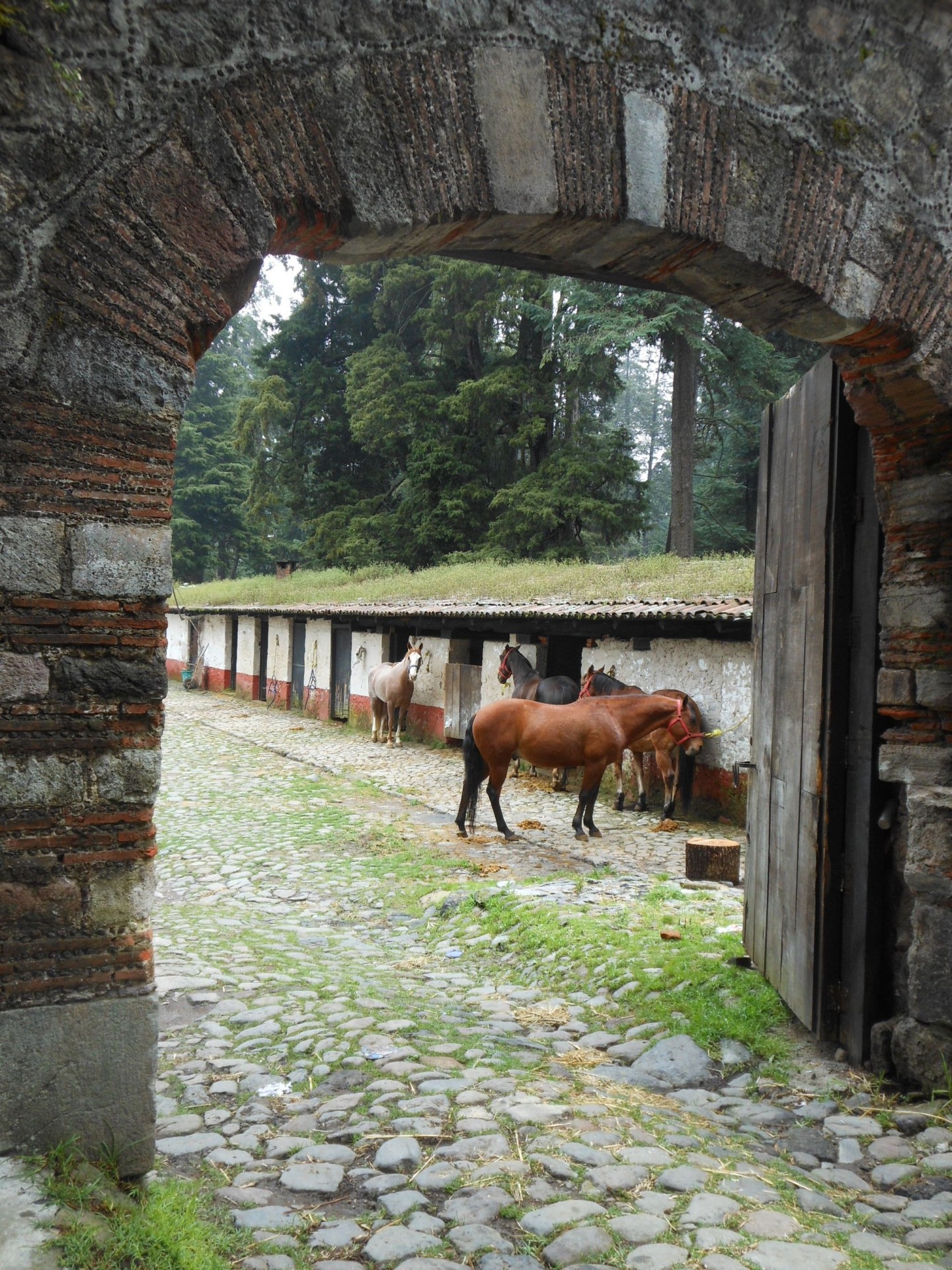 horses desierto de los leones stable free photo