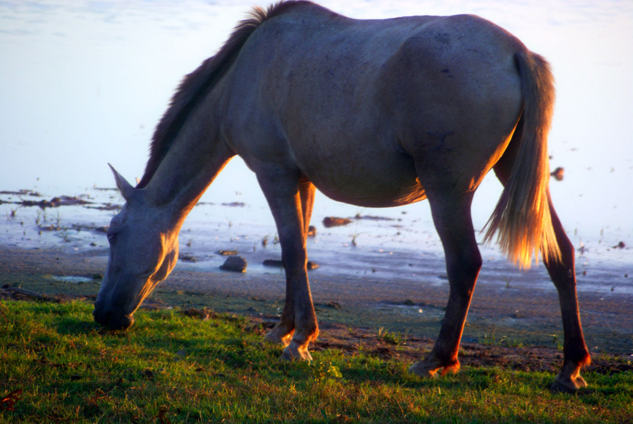 horse animals horse free photo