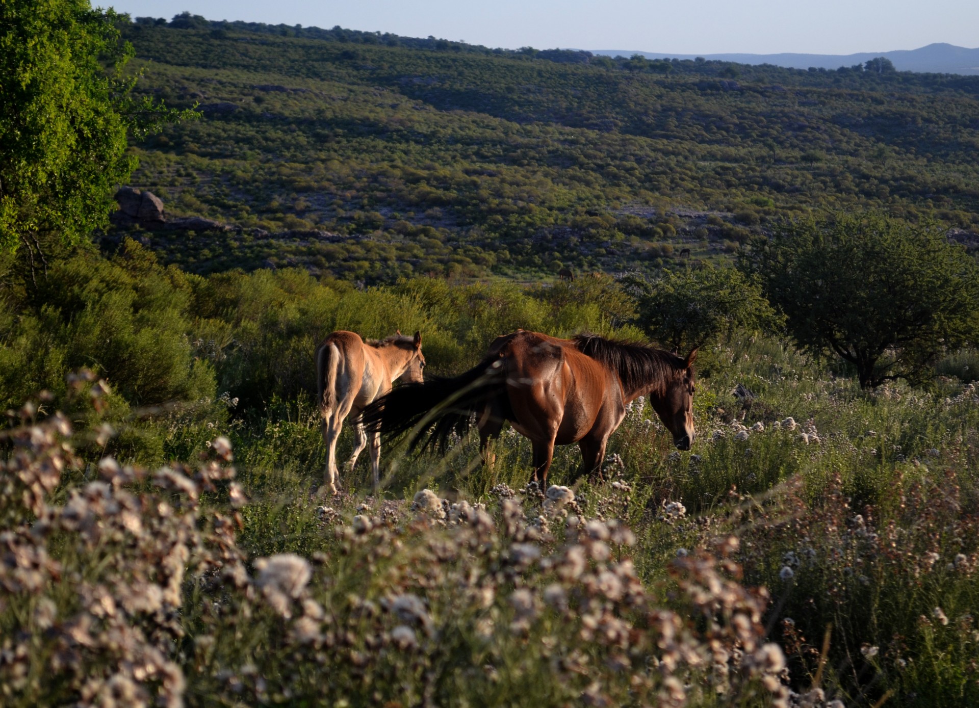 freedom horses wind free photo