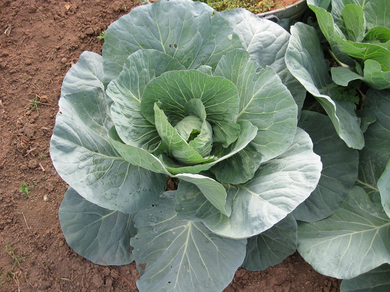 cabbage garden food free photo