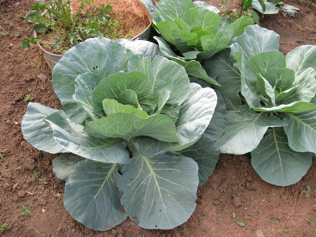 cabbage garden produce free photo