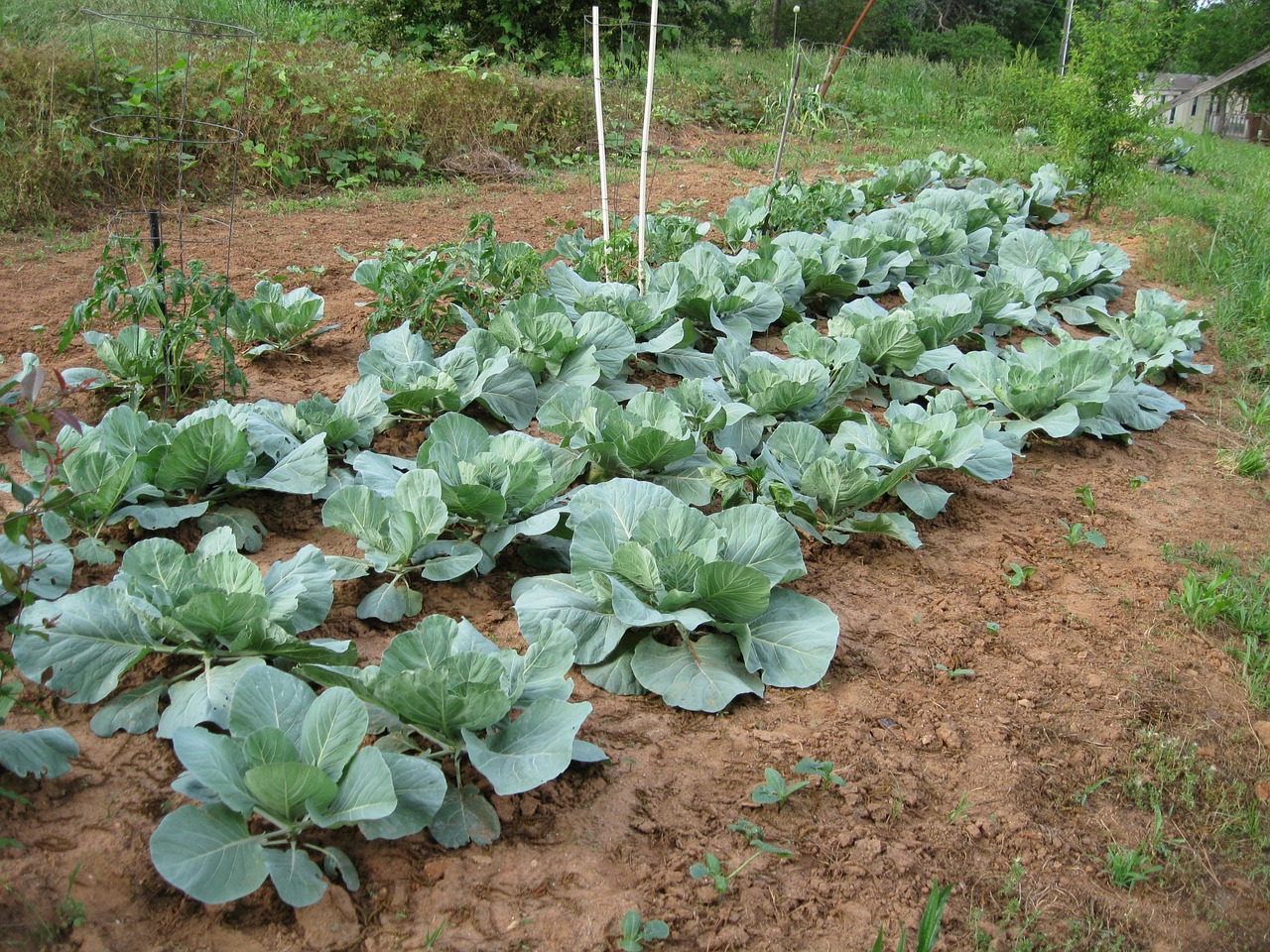 cabbage garden produce free photo