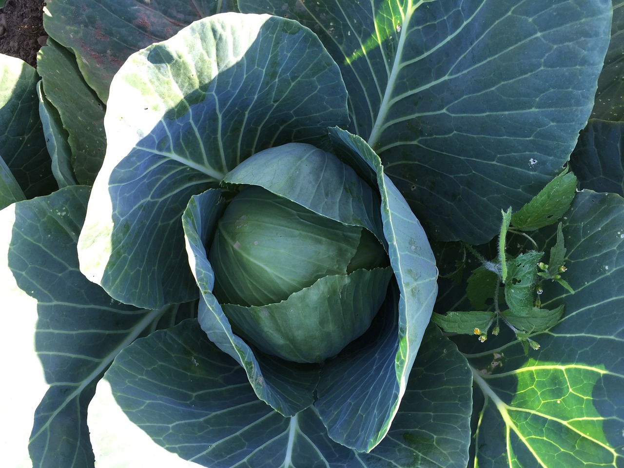 cabbage organic vegetables
