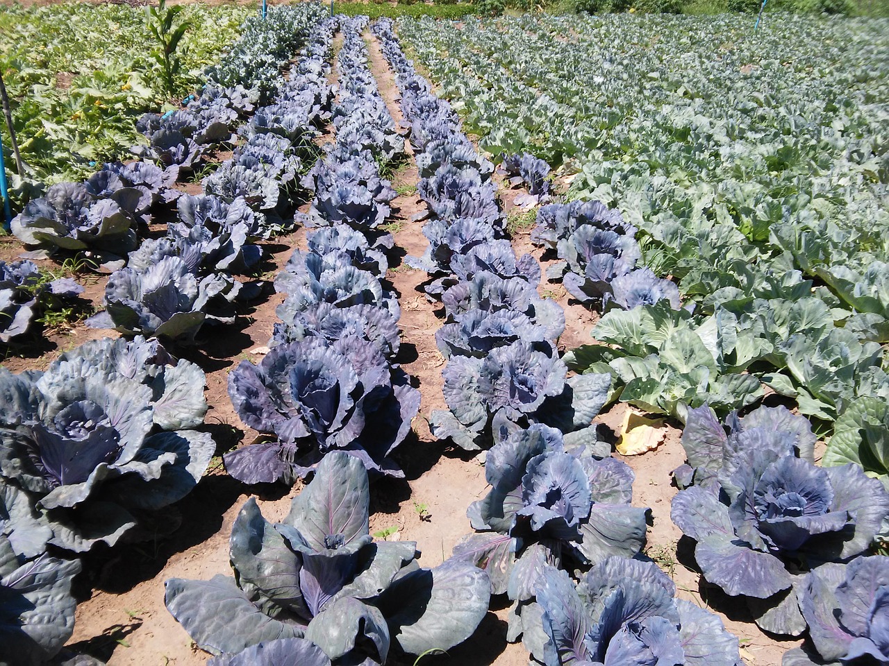cabbage horta horticulture free photo