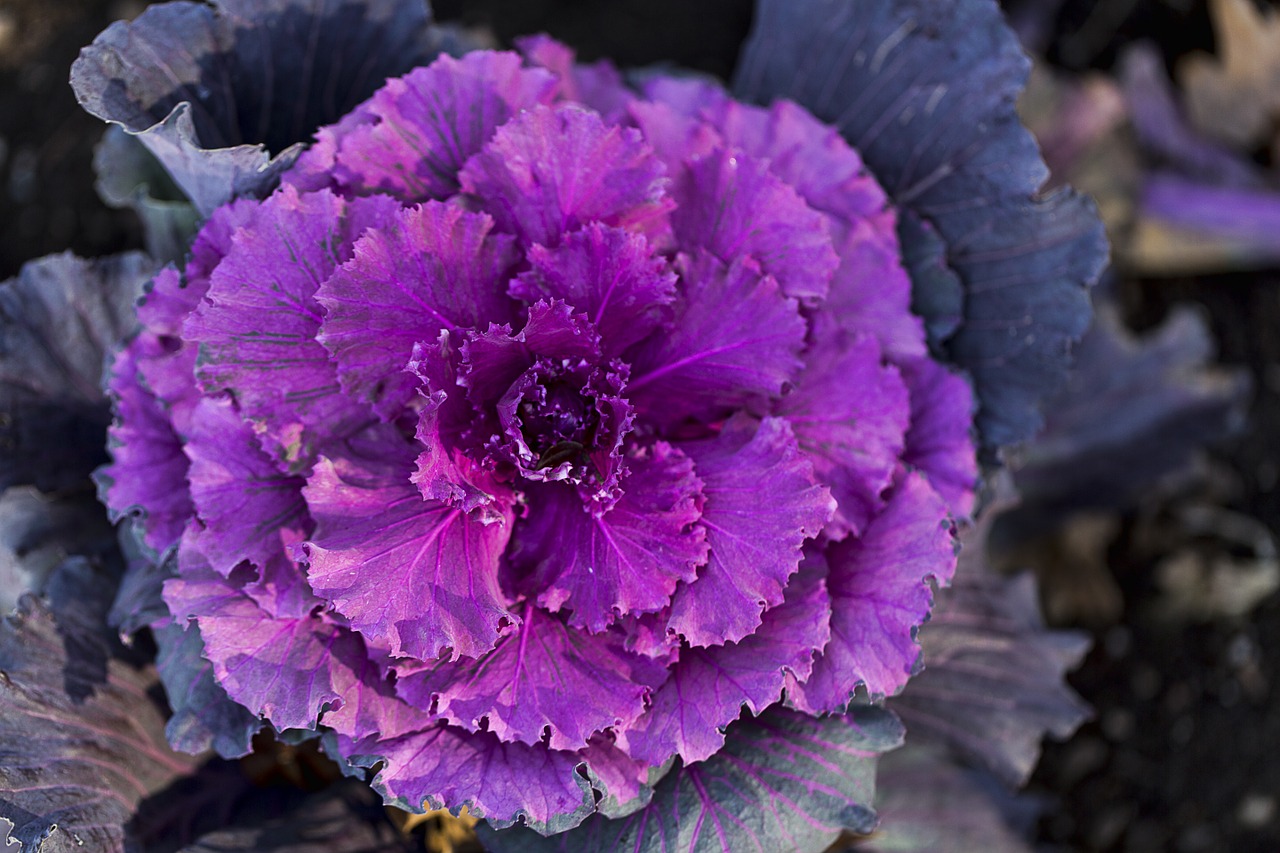 cabbage vegetable fresh free photo