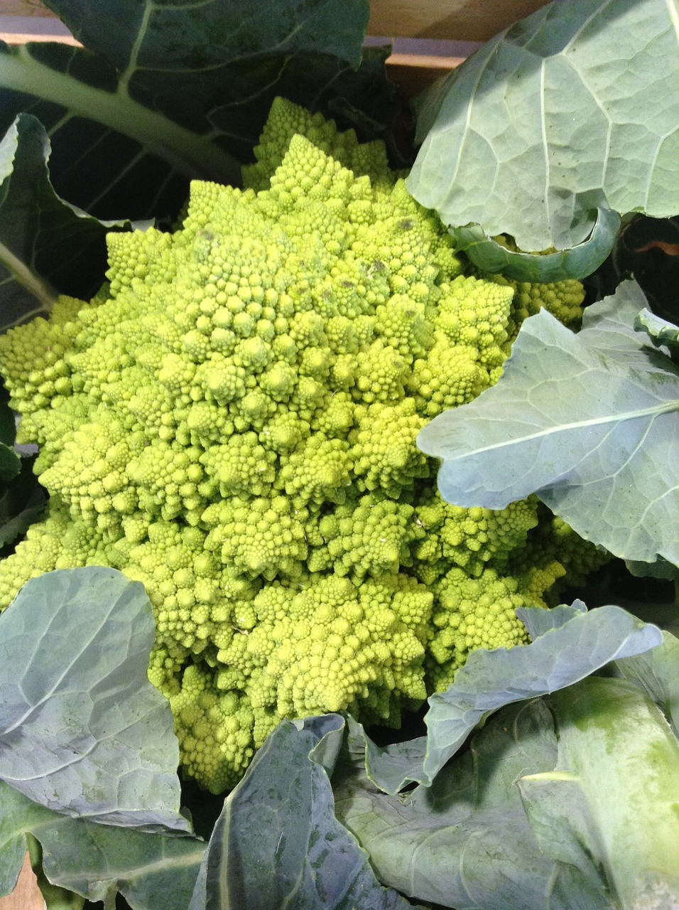 cabbage vegetable green free photo