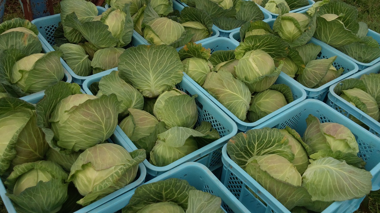 cabbage vegetables harvest free photo