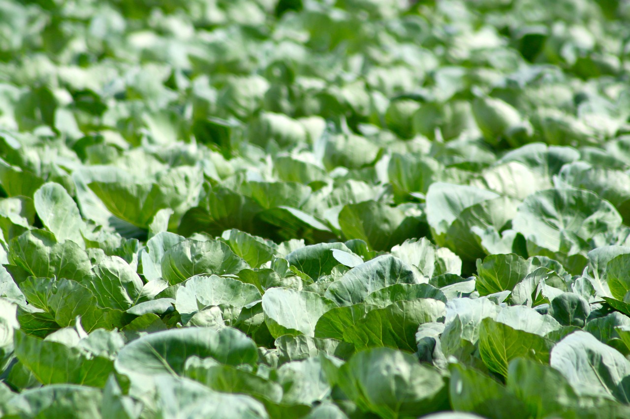 cabbage farm food free photo