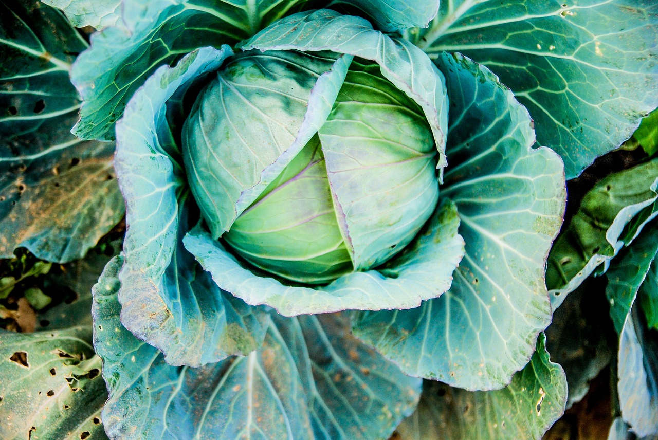 cabbage vegetable green free photo