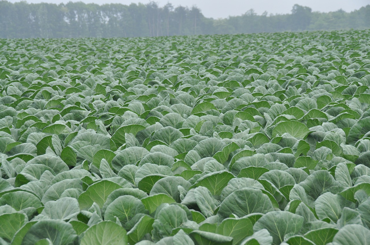 cabbage cabbage field olivine free photo