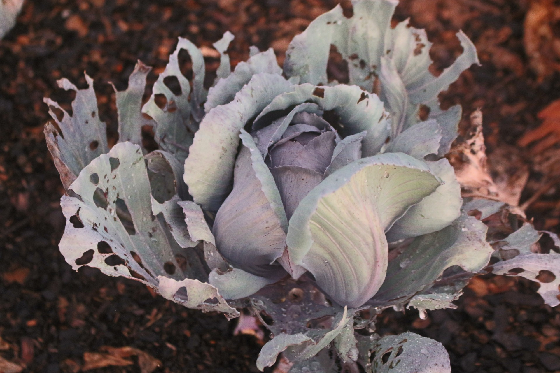 veggies cabbage garden free photo