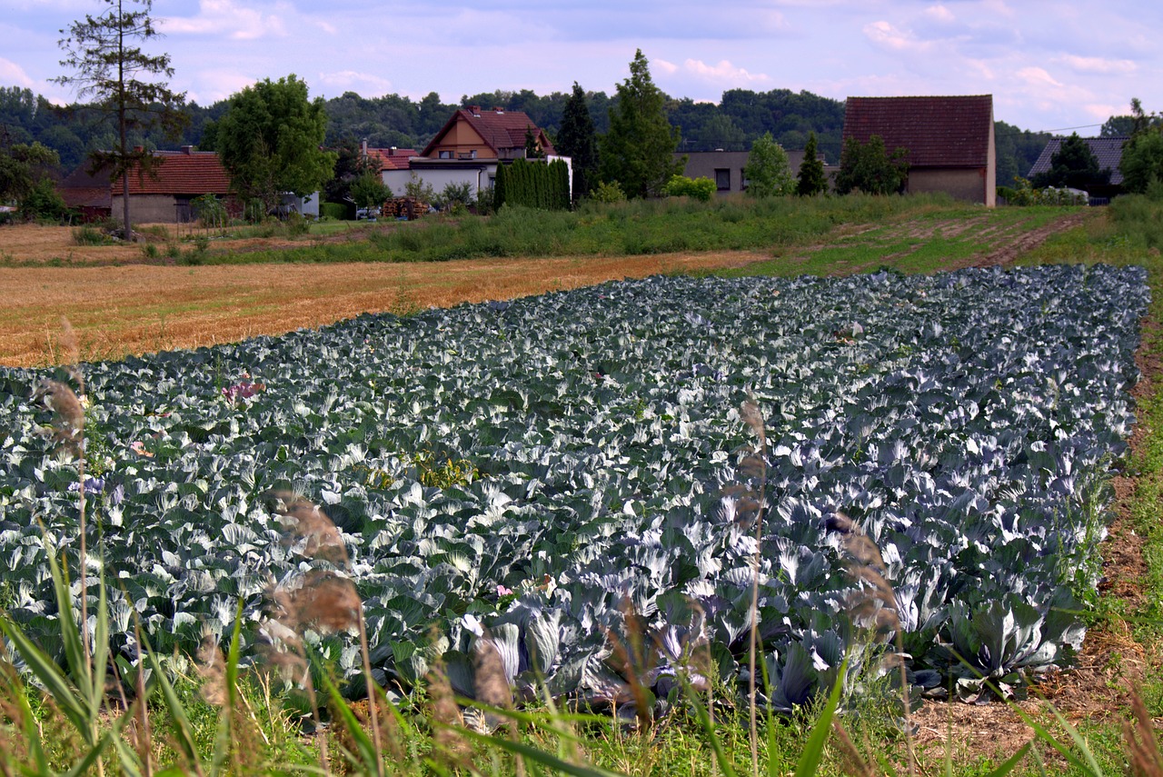 cabbage cabbage field agriculture free photo