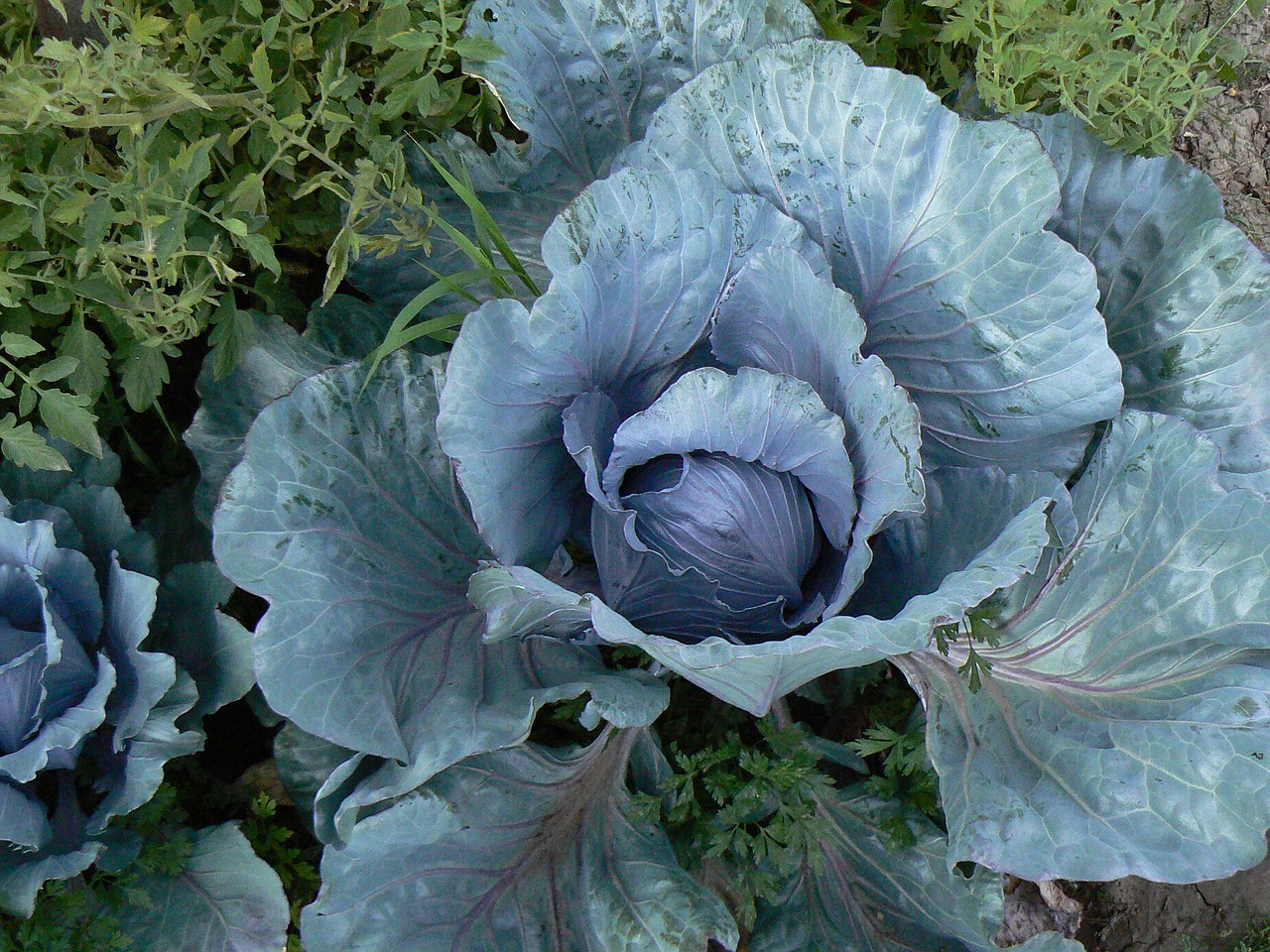 cabbage col herbaceous free photo