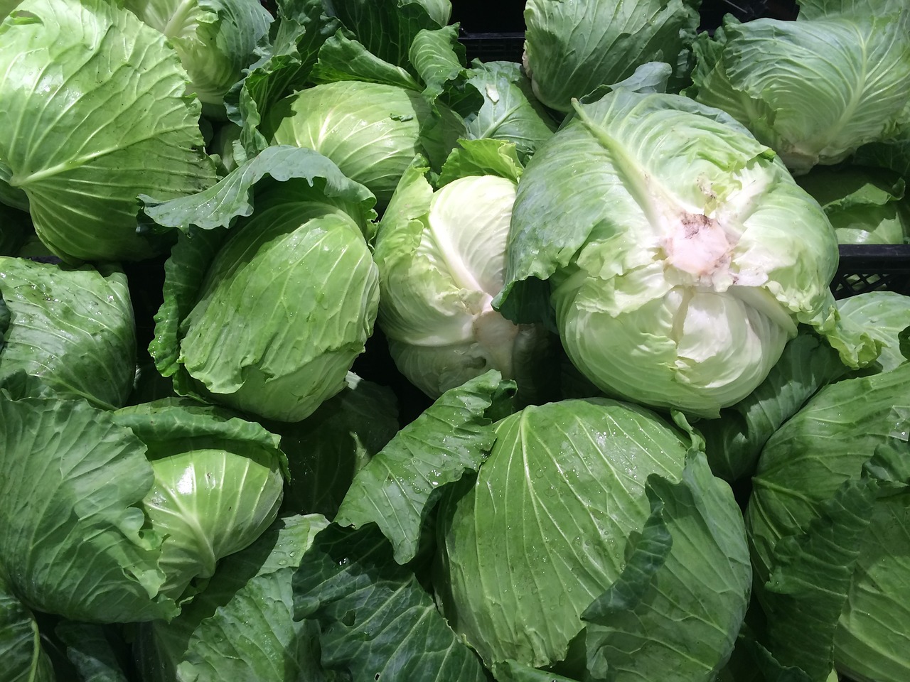 cabbage green pile up free photo