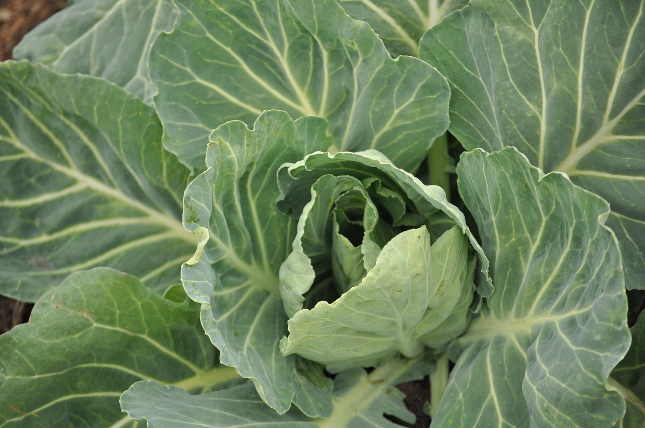 cabbage leaves field free photo