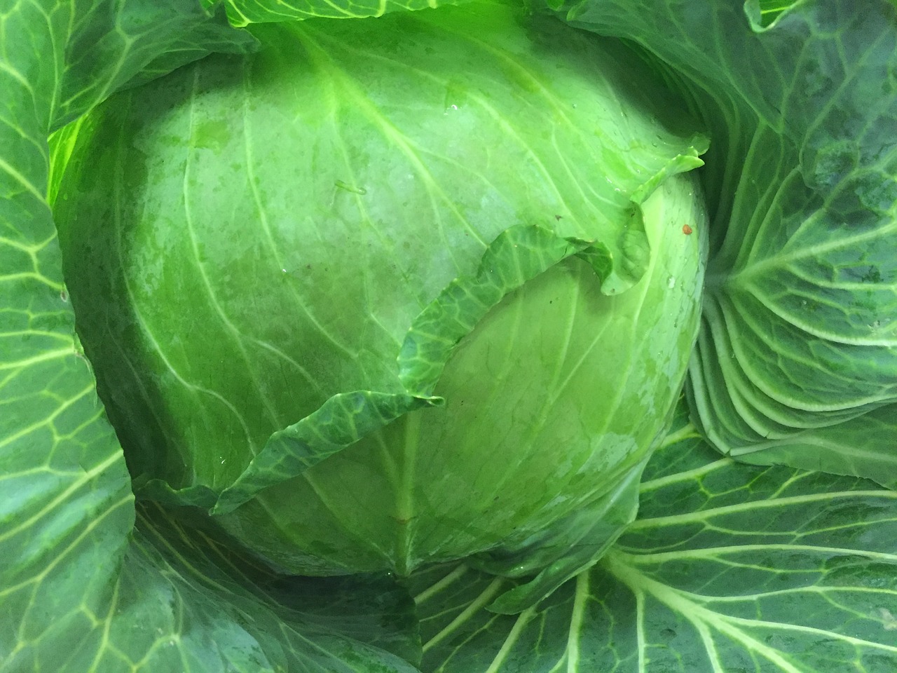 cabbage salad food free photo