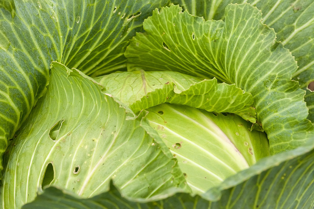 cabbage fresh kochan free photo