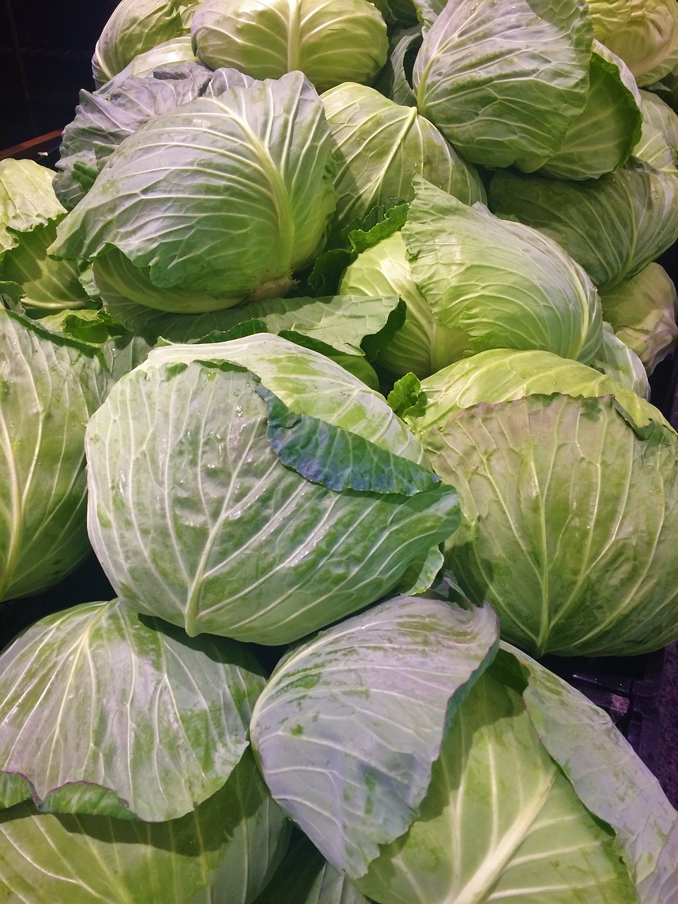 cabbage leafy white free photo