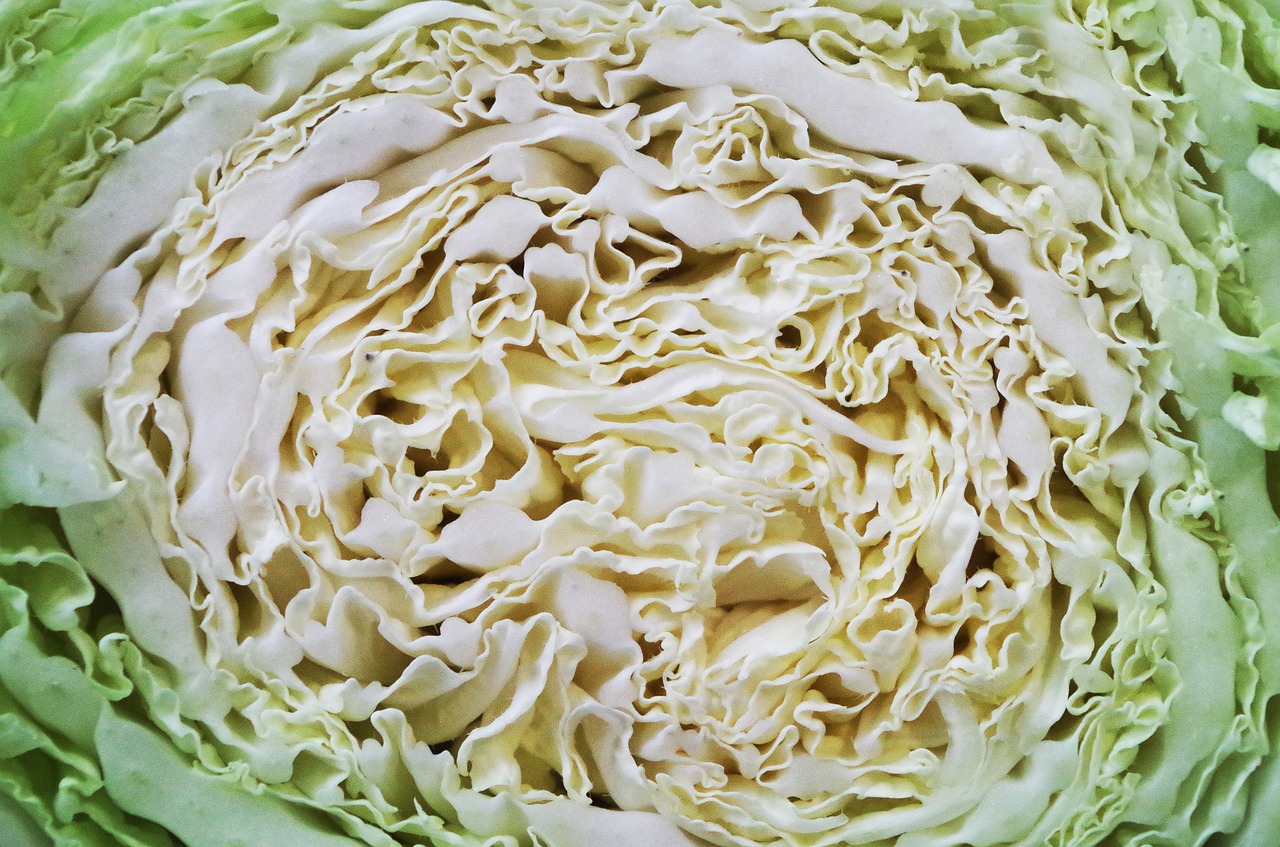 cabbage chinese vegetables free photo
