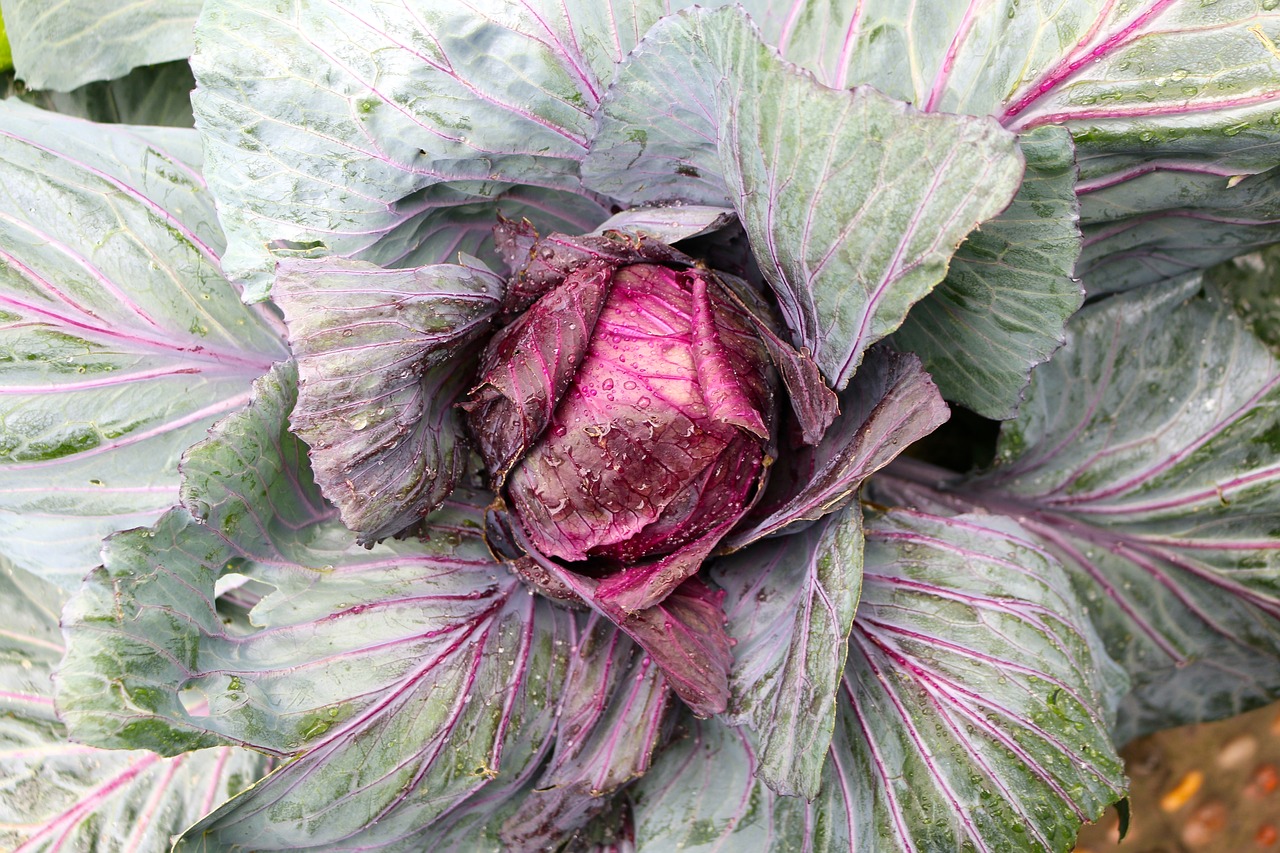 cabbage vegetable food free photo