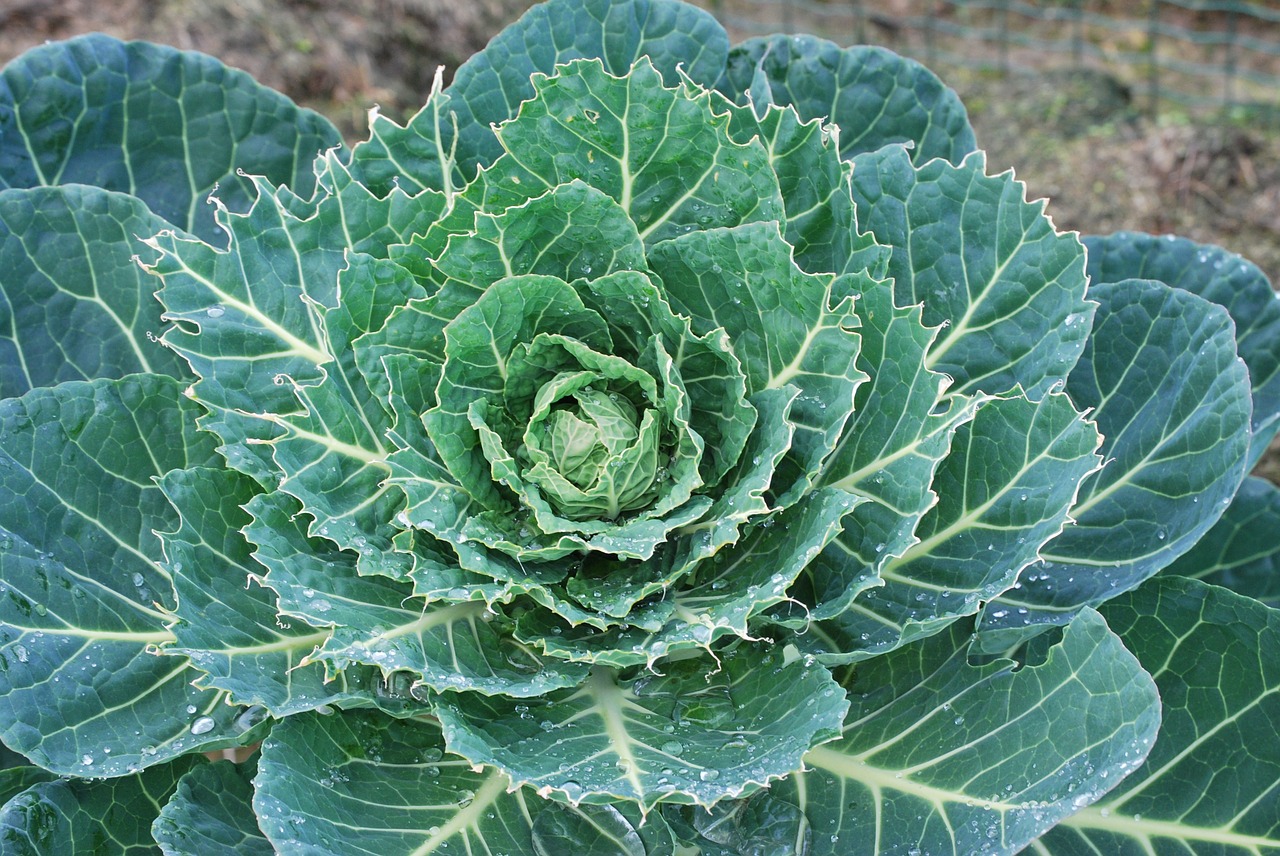 cabbage nature vegetable free photo