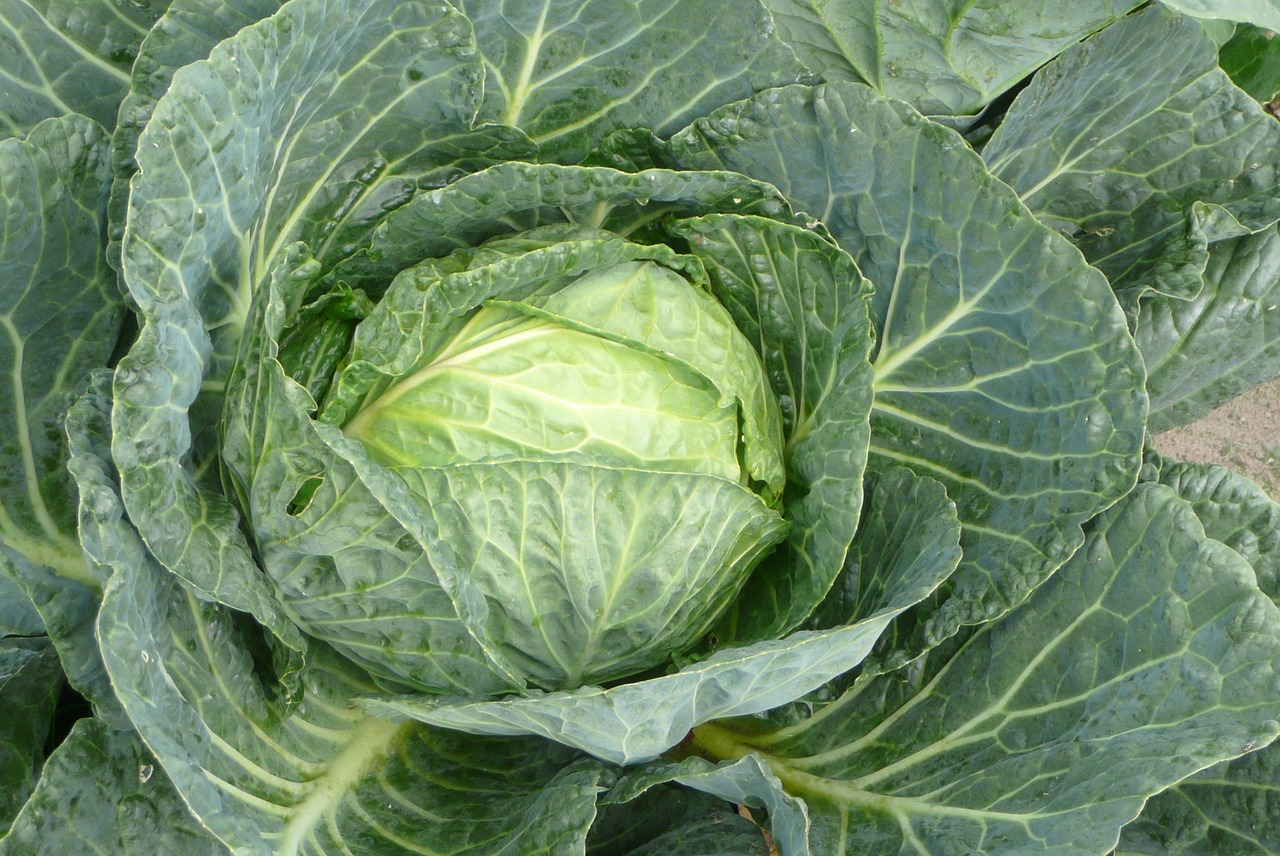 cabbage green cabbage vegetable free photo