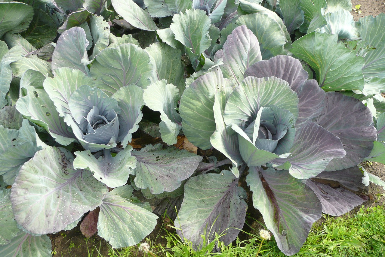 cabbage fresh coal free photo