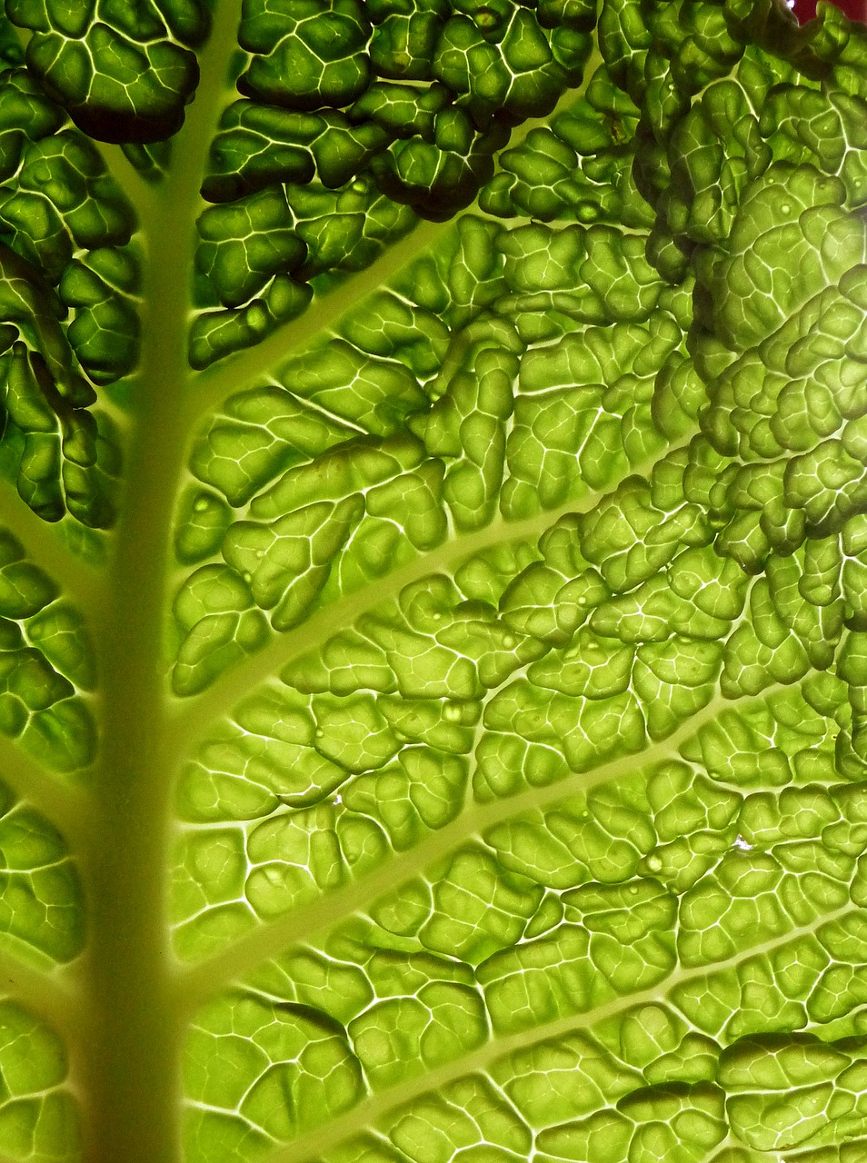 cabbage leaf the backlight free photo