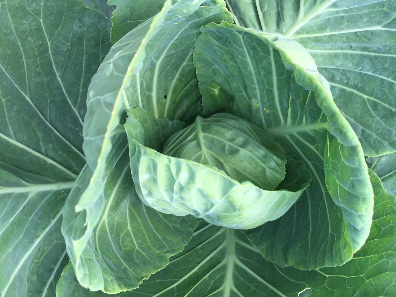 cabbage green produce free photo