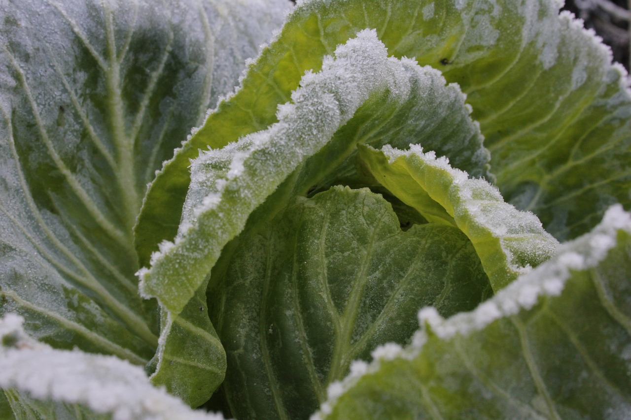 cabbage greens blue free photo