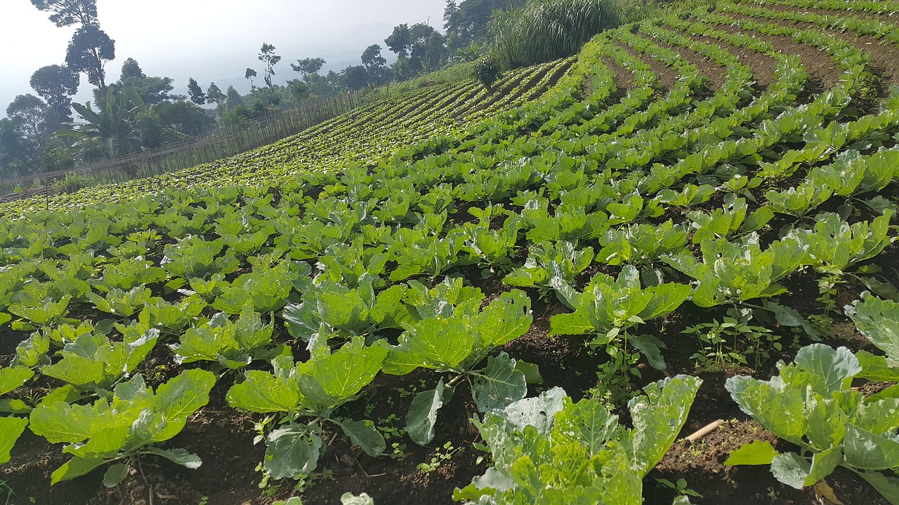 cabbage vegetables vegetable free photo