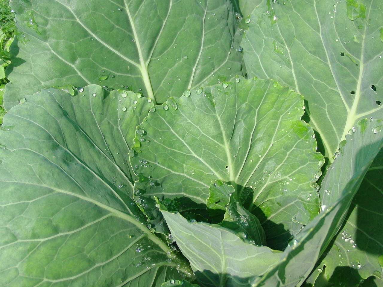 Edit free photo of Cabbage,cabbage leaves,vegetables,vegetable garden ...