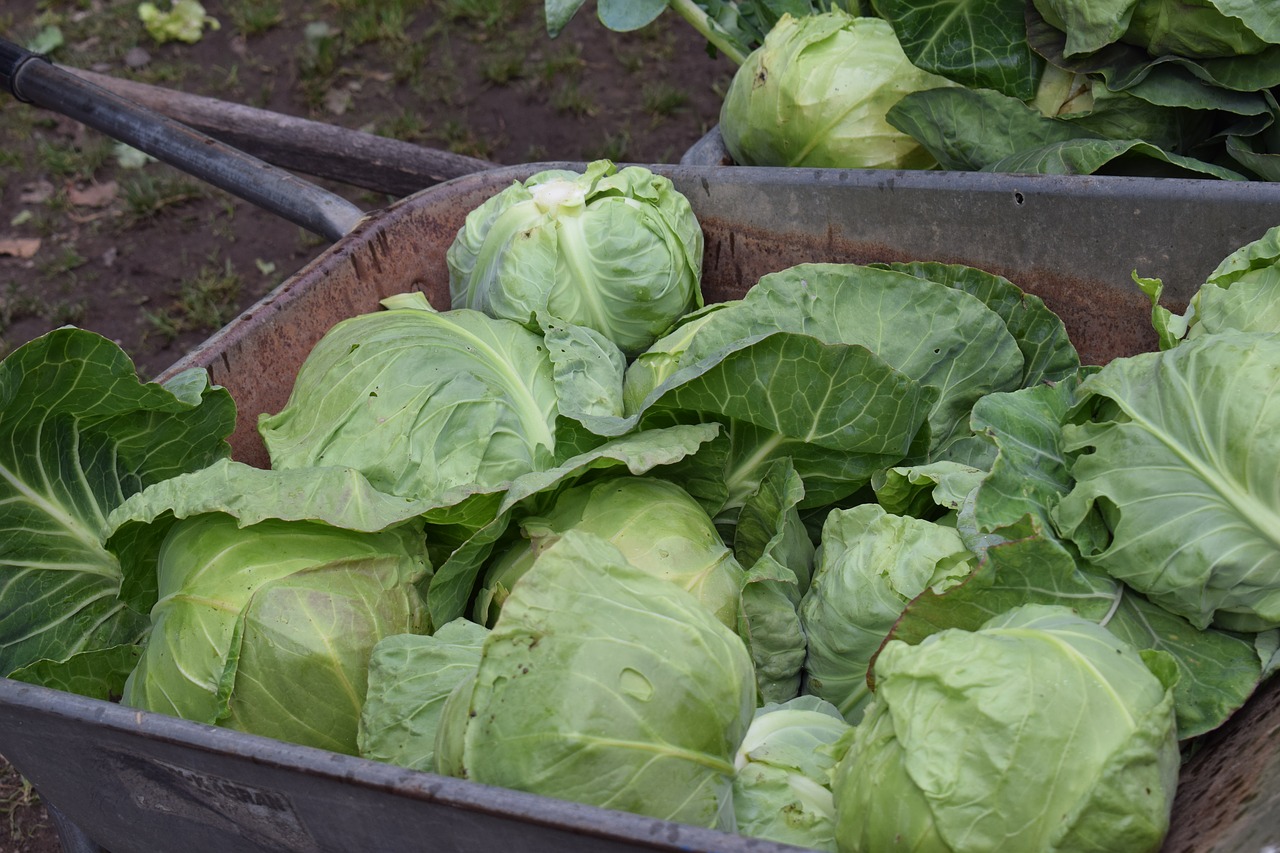 cabbage fresh vegetable free photo