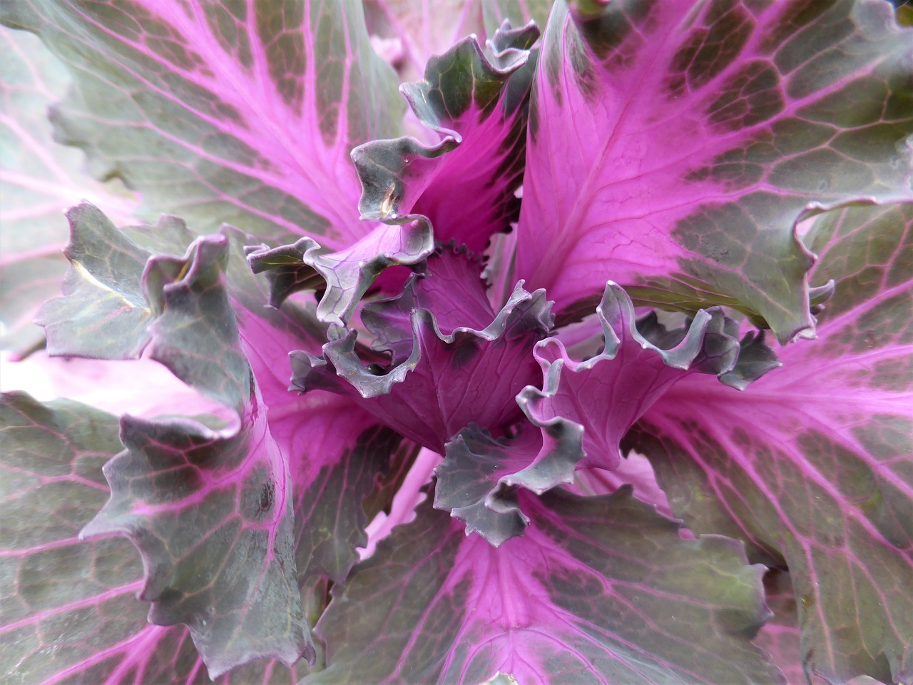 cabbage macro purple free photo