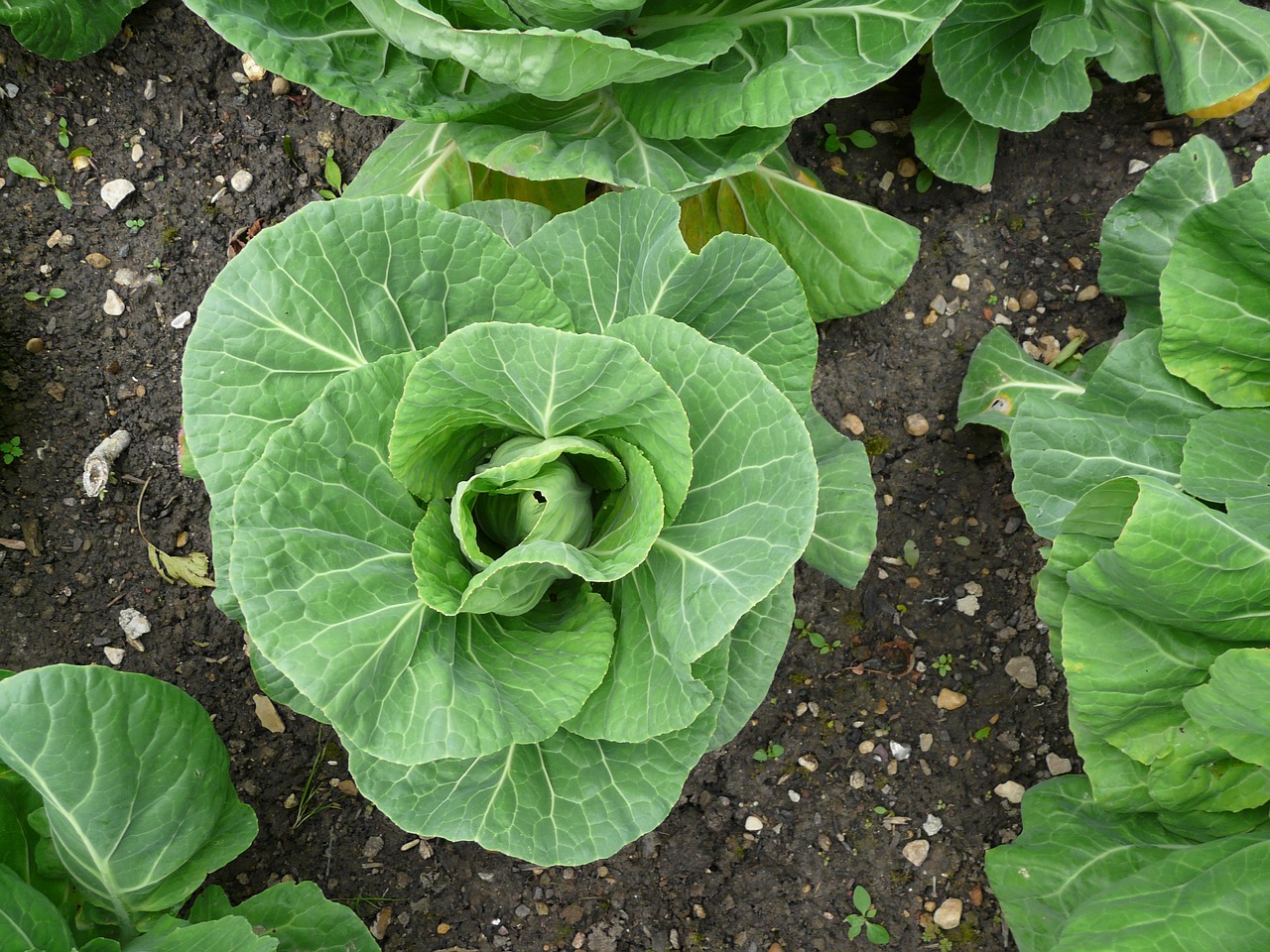 cabbage garden veg free photo