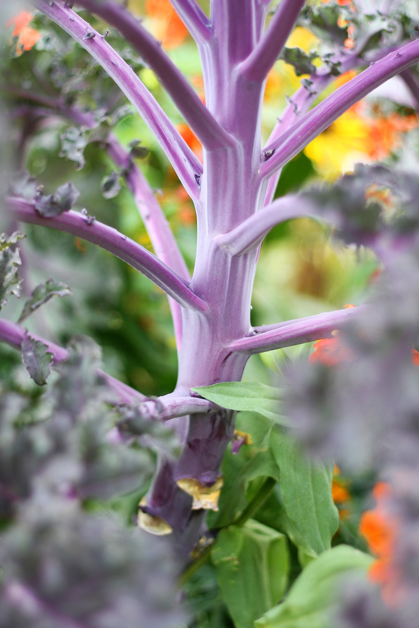 cabbage macro violet free photo