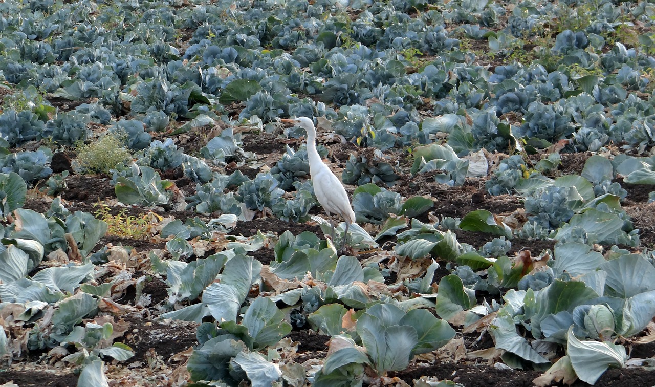 cabbage field post-harvest free photo