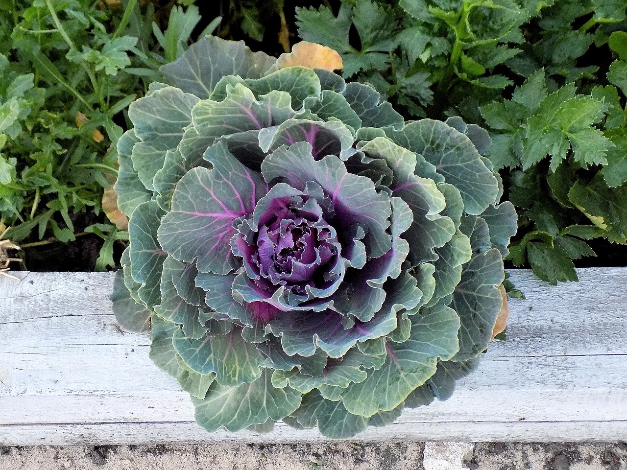 cabbage plant garden free photo