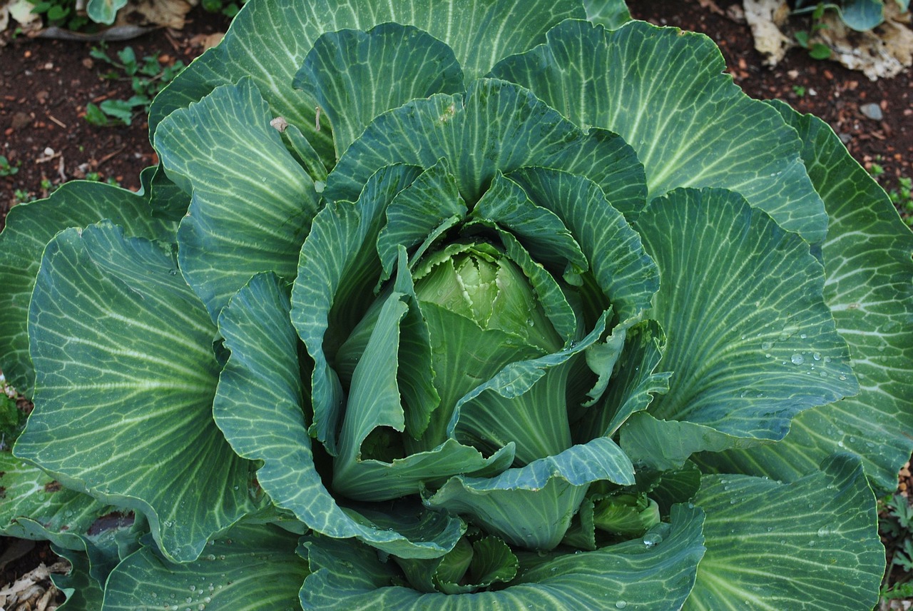 cabbage vegetables food free photo