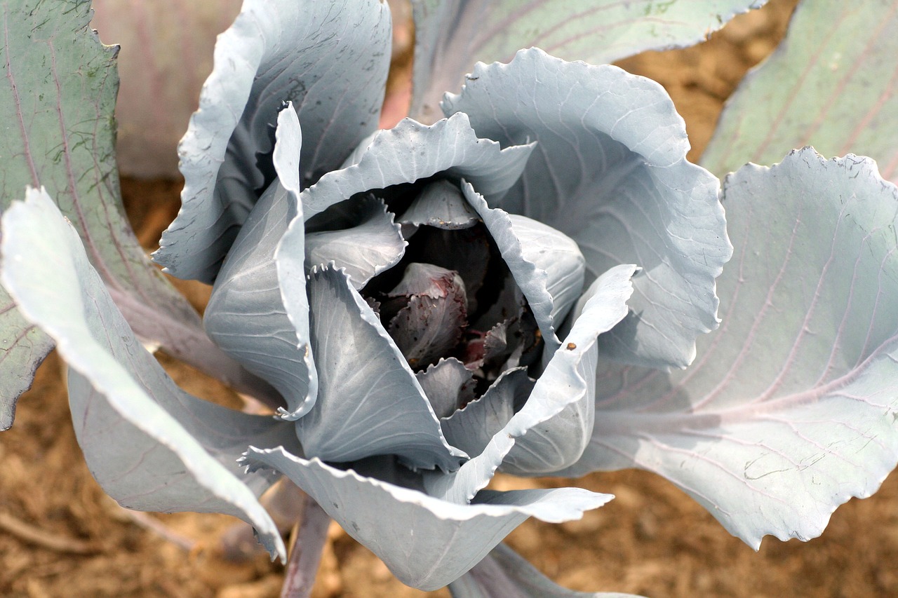 cabbage  vegetable  costs free photo