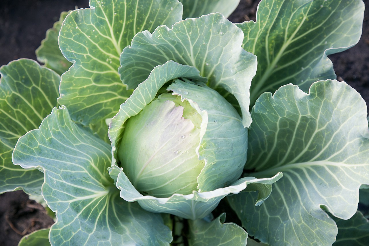 cabbage  vegetable garden  summer free photo