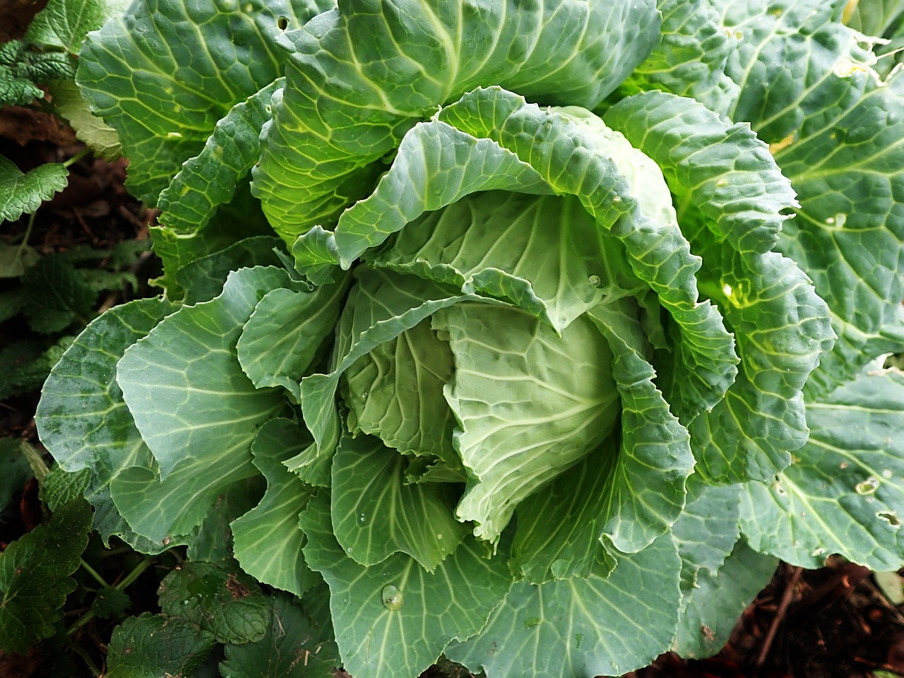 cabbage  vegetable  organic free photo