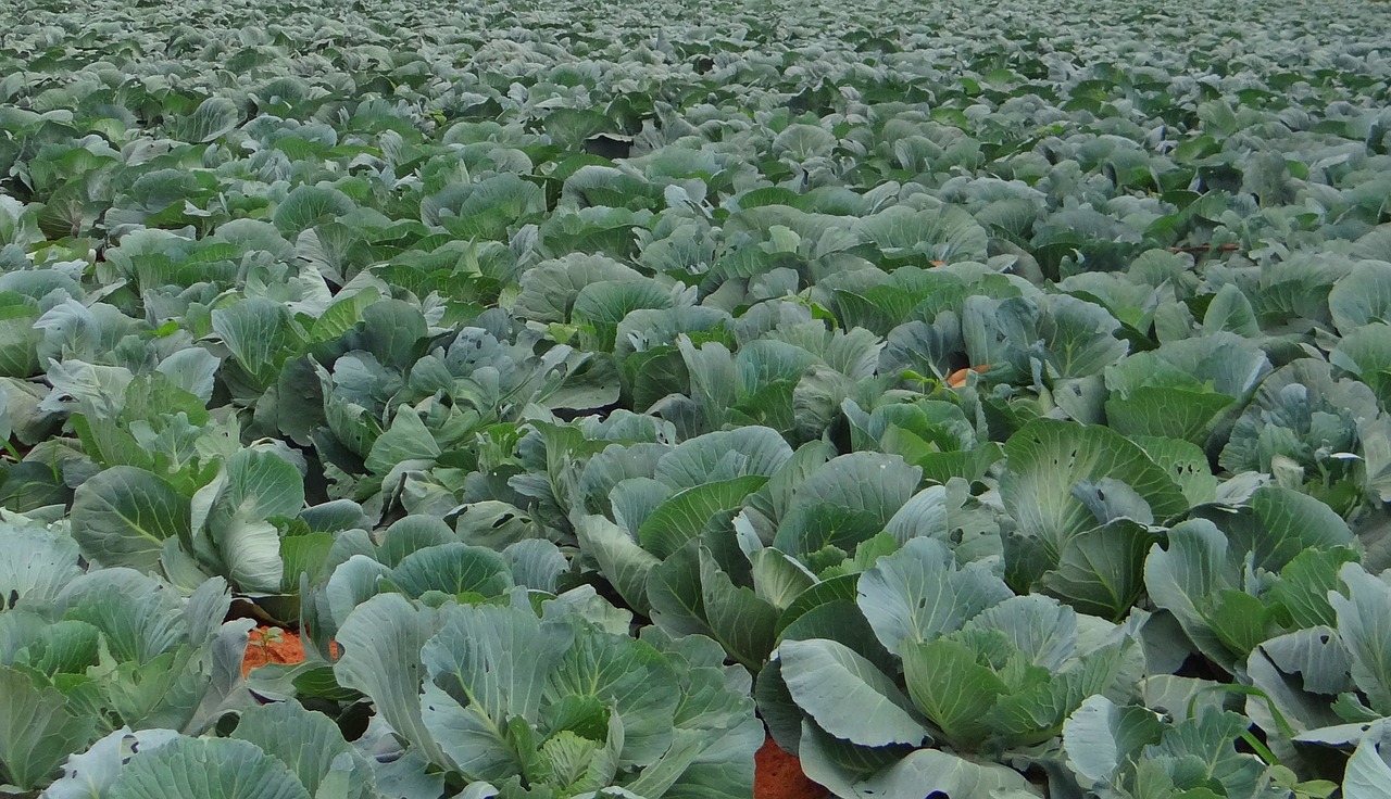 cabbage crop field free photo