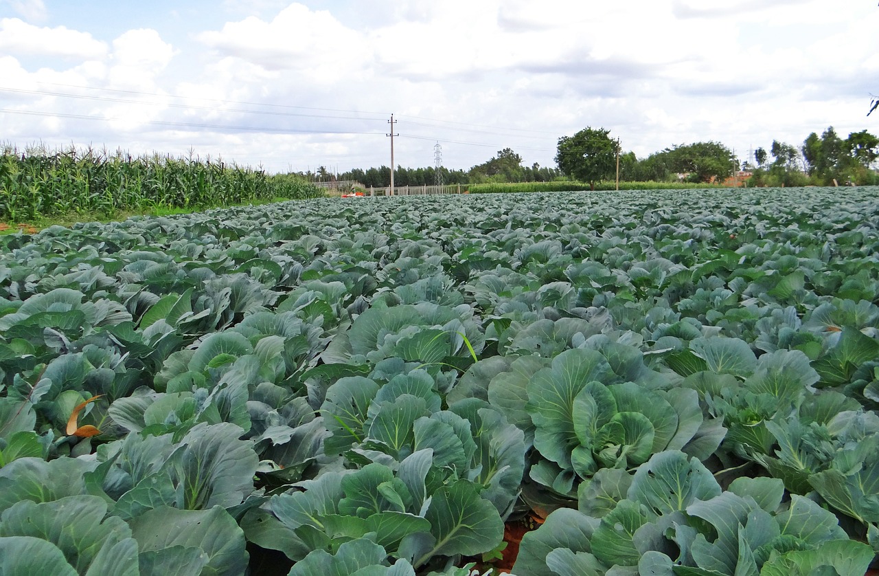 cabbage crop field free photo