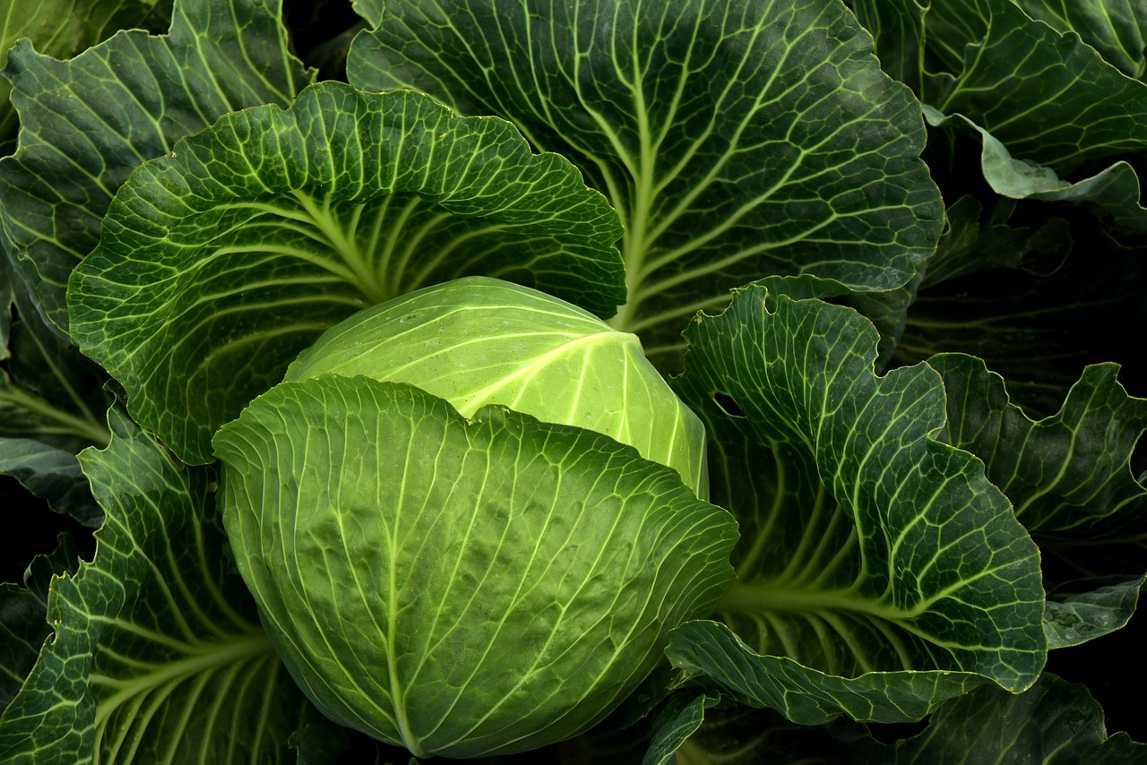 cabbage  cultivation  vegetables free photo