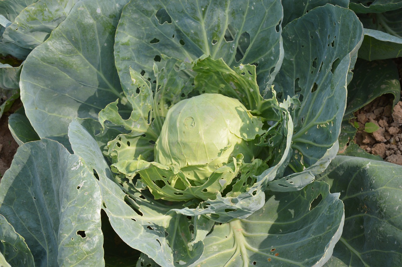 cabbage green growing free photo