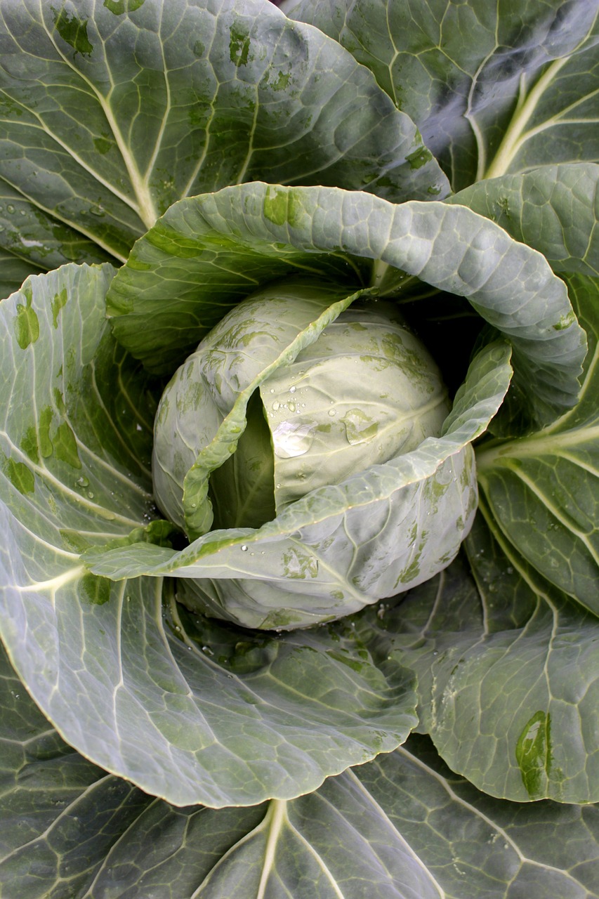 cabbage  vegetable  food free photo